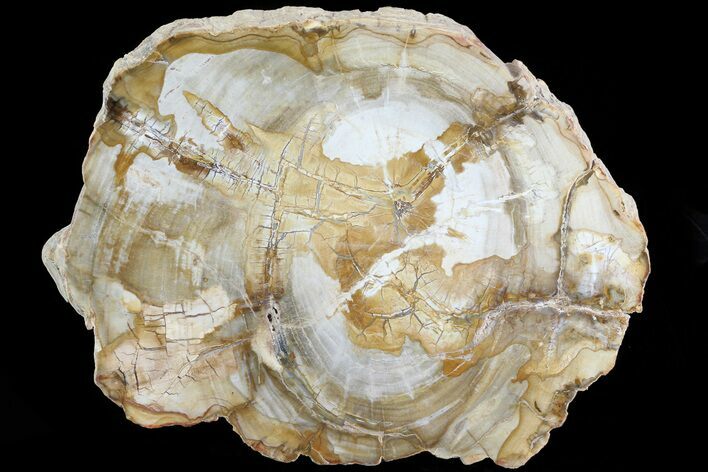 Petrified Wood (Araucaria) Slice - Madagascar #83202